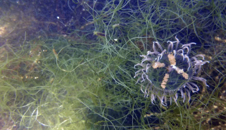 Foto van de Japanse Kruiskwal in het water.