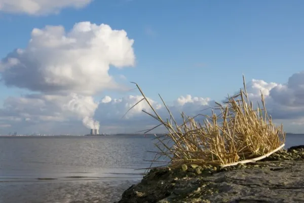 Foto van natuur met industrie op de achtergrond.