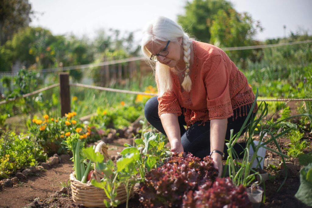 Vrouw van middelbare leeftijd met grijs haar in een vlecht werkt in een moestuin. Ze zit op haar hurken en haalt groente uit de grond. Naast haar staat een mandje.